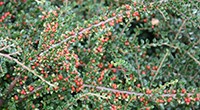 Cotoneaster