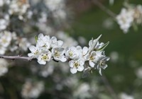 Pyrus - ornamental pear