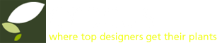Crocus - where top designers get their plants