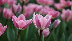 New on the nursery