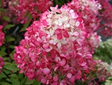 Plant offers