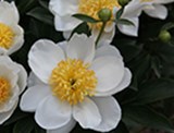 Plant offers