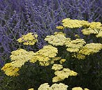 Plant combinations