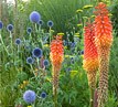 How to garden guide from Crocus