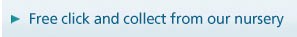 Free click and collect from our nursery