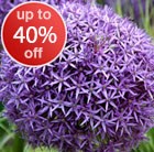 Alliums