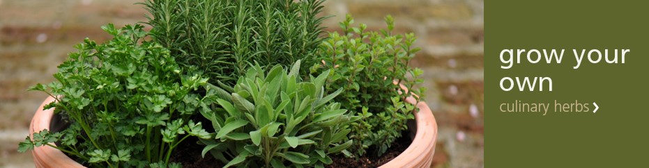 Kitchen garden