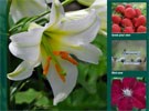 Spring 2012 Catalogue