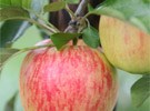 Fruit