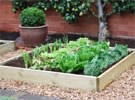 Vegetable