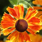 Brilliant Orange Border