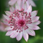 Shady Pink