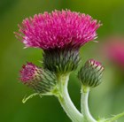 Sunny Pink Border
