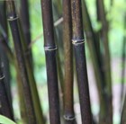 Steamy Jungle