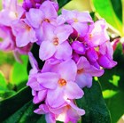 Pink and purple