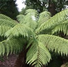 Bold foliage
