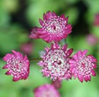 Astrantia and geranium