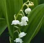 Green and white