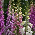 Cottage Garden Scheme