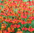 Fiery Summer