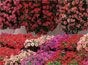 Annuals (bedding)