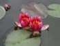 water lily image