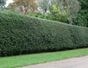 Hedging