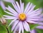 Perennials