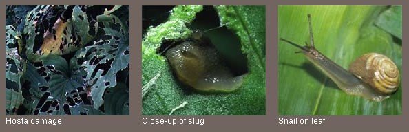 Slugs and snails