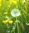 Weeds