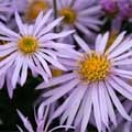 picture of Aster pyrenaeus Lutetia
