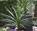 Cordyline