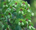 Euphorbias