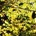 picture of Fagus sylvatica