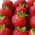 picture of Fragaria x ananassa Albion