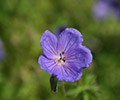 Hardy geraniums