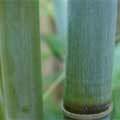 picture of Himalayacalamus hookerianus Himalaya Blue