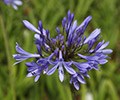 African Lily
