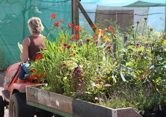 the Crocus nursery in August