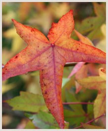 Autumn Colour