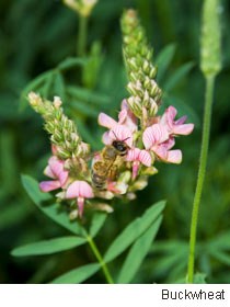 Buckwheat
