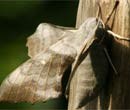 How to control pests