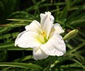 daylily