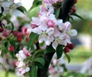 Double-interest flowers 