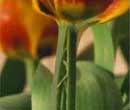 Crocus care tips for February