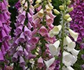 foxgloves