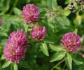 How to use green manures