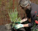 How to Garden
