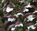 Crocus care tips for March