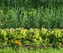 Why go organic?